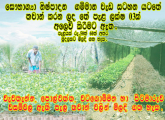 තේ පැල මිල දී ගැනීම 